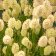 Hare's Tail Grass Lagurus Ovatus Seeds