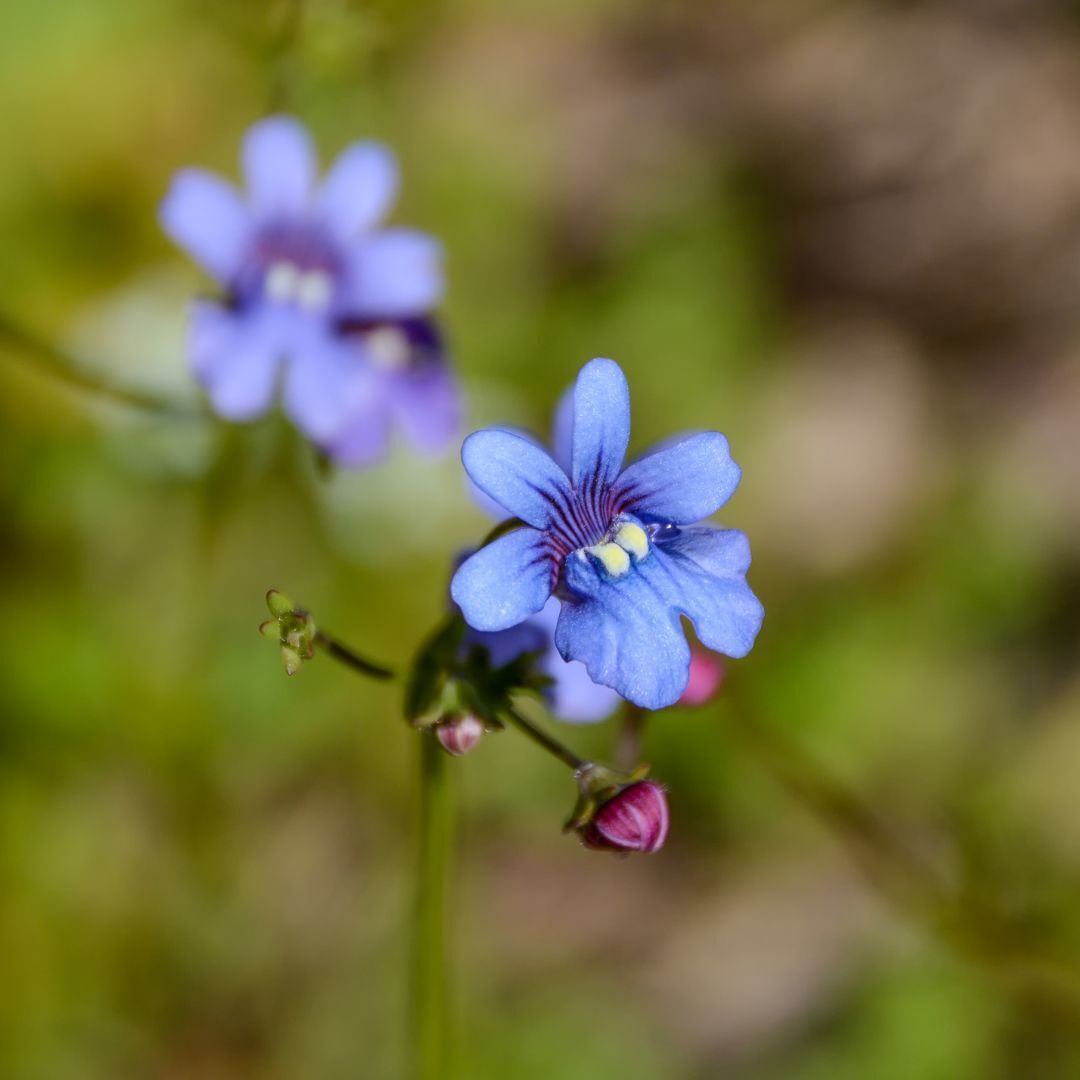 Blue Gem Nemesia Seeds