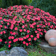 Impatiens Seeds