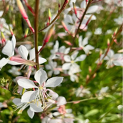 Lindheimeri Gaura Seeds