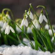 Snowdrop Seeds - For Home Gardens Seeds