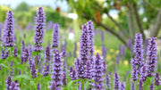 Hummingbird Mint Seeds