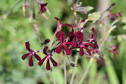 Sidoides Pelargonium Seeds