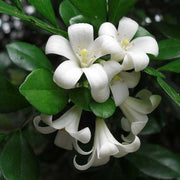 Fragran Orange Jessamine Seeds