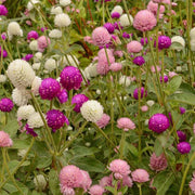 Globe Amaranth Seeds