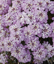 Gibraltar Candytuft Iberis Gibraltarica Seeds