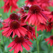 Dark Red Coneflower Seeds