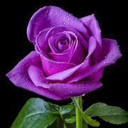Purple Dragon Rose Seeds