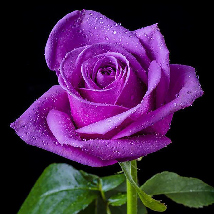 Purple Dragon Rose Seeds