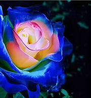 Blue Cream Rosa spp. Seeds