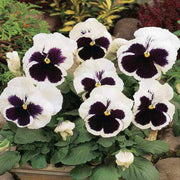 White Black Pansy Seeds