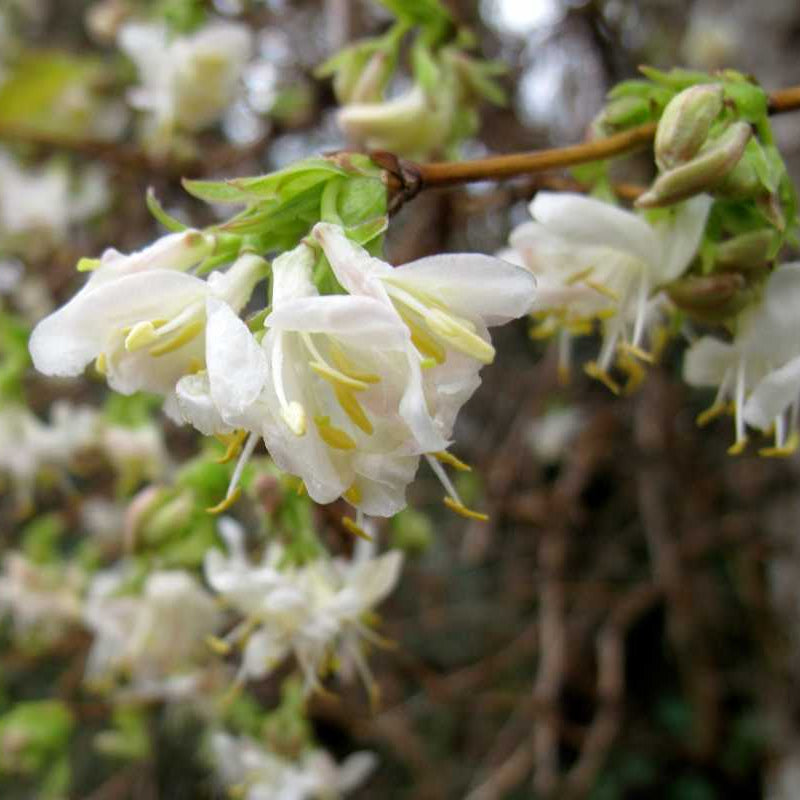 Winter Honeysuckle Seeds