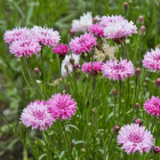 Tall Mixed Bachelor Buttons Seeds