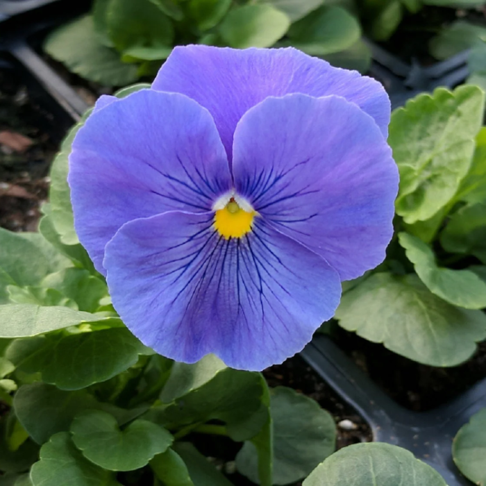 Blue Pansy Seeds
