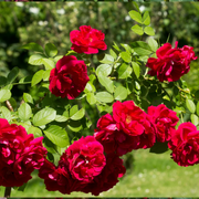 Red Climbing Rose Seeds