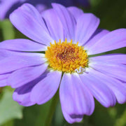 Swan River Daisy Seeds