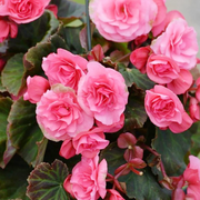 Ruffled Pink Begonia Seeds