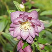 Helleborus Perennial Lenten Rose Seeds