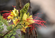 Desert Bird of Paradise Seeds, Yellow and Red