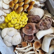 Mixed Mushroom Spawn Seeds