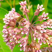 Milkweed Seeds - For Home Gardens Seeds