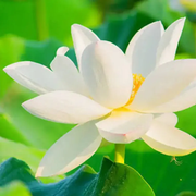 Bonsai Lotus Seeds