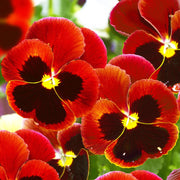 Red & Brown Pansy Seeds