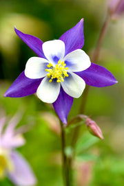 Rocky Mountain Columbine Seeds