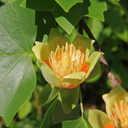 Ornamental Shade Tulip Seeds