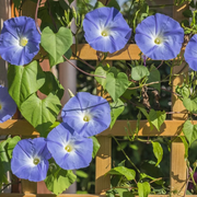 Heavenly Blue Ipomoea Seeds