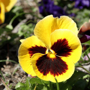 Yellow Pansy Seeds