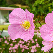 Showy Evening Primrose Seeds