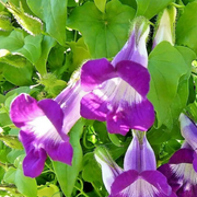 Joan Lorraine Asarina Seeds, Herbal
