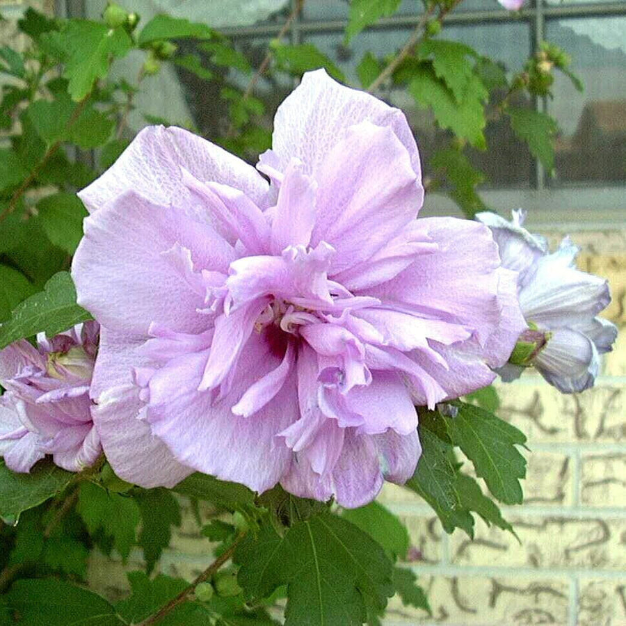 Light Pink Double Rose of Sharon Seeds
