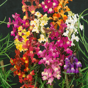 Annual Wild Toadflax Seeds
