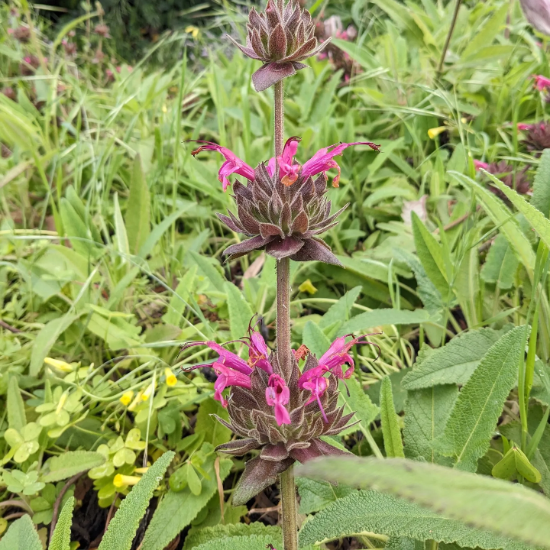 Hummingbird Sage Salvia Spathacea Seeds