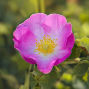 Sweet Briar Rose Rosa Rubiginosa Seeds