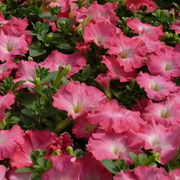 Easy Wave Rosy Dawn Petunia Seeds