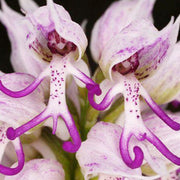 Naked Man Orchid Orchis Italica Seeds