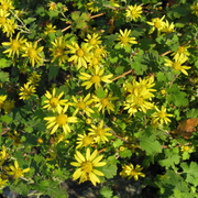Chrysanthemum Indicum Seeds