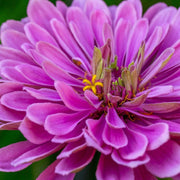 Violet Queen Zinnia Seeds