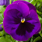Violet Pansy Seeds