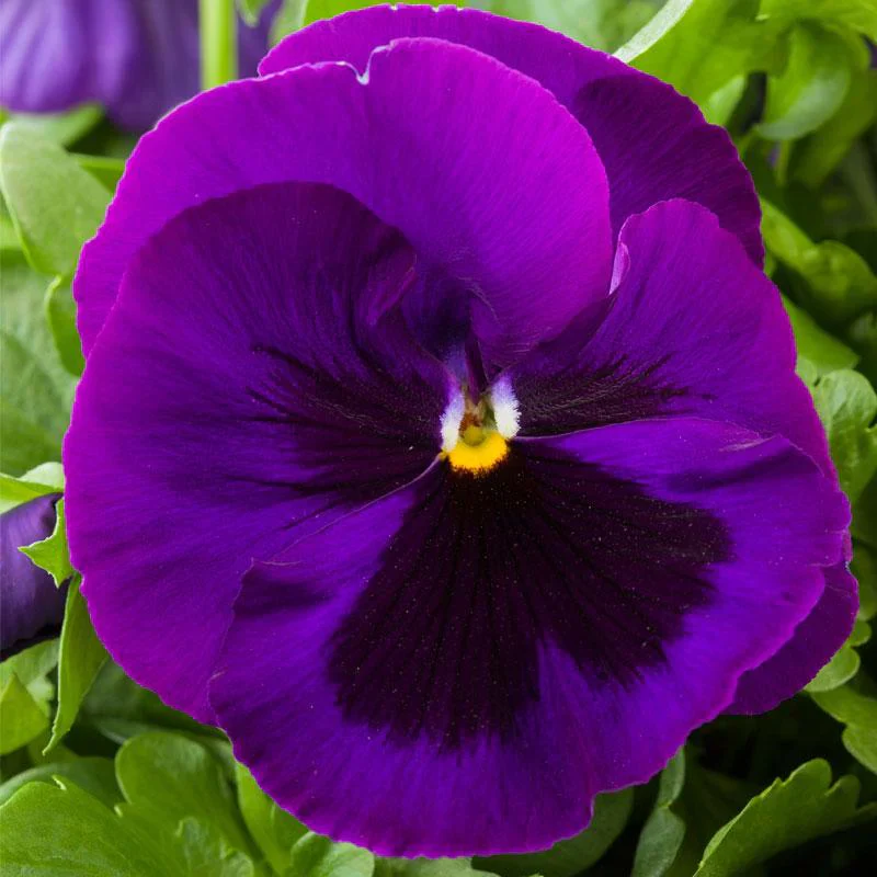 Violet Pansy Seeds