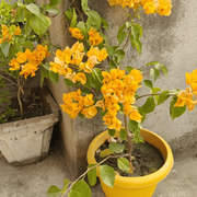 Yellow Bougainvillea Seeds