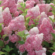 Strawberry Hydrangea Seeds