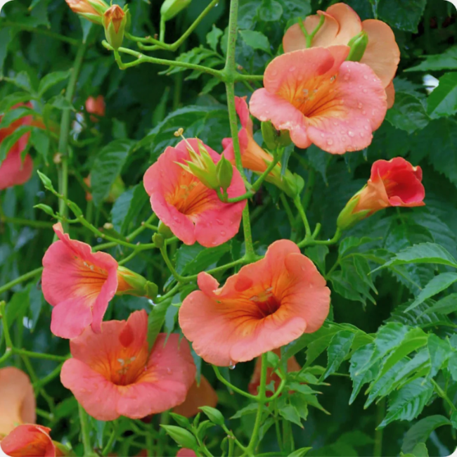 Hummingbird Vine Seeds, Scarlet Trumpet