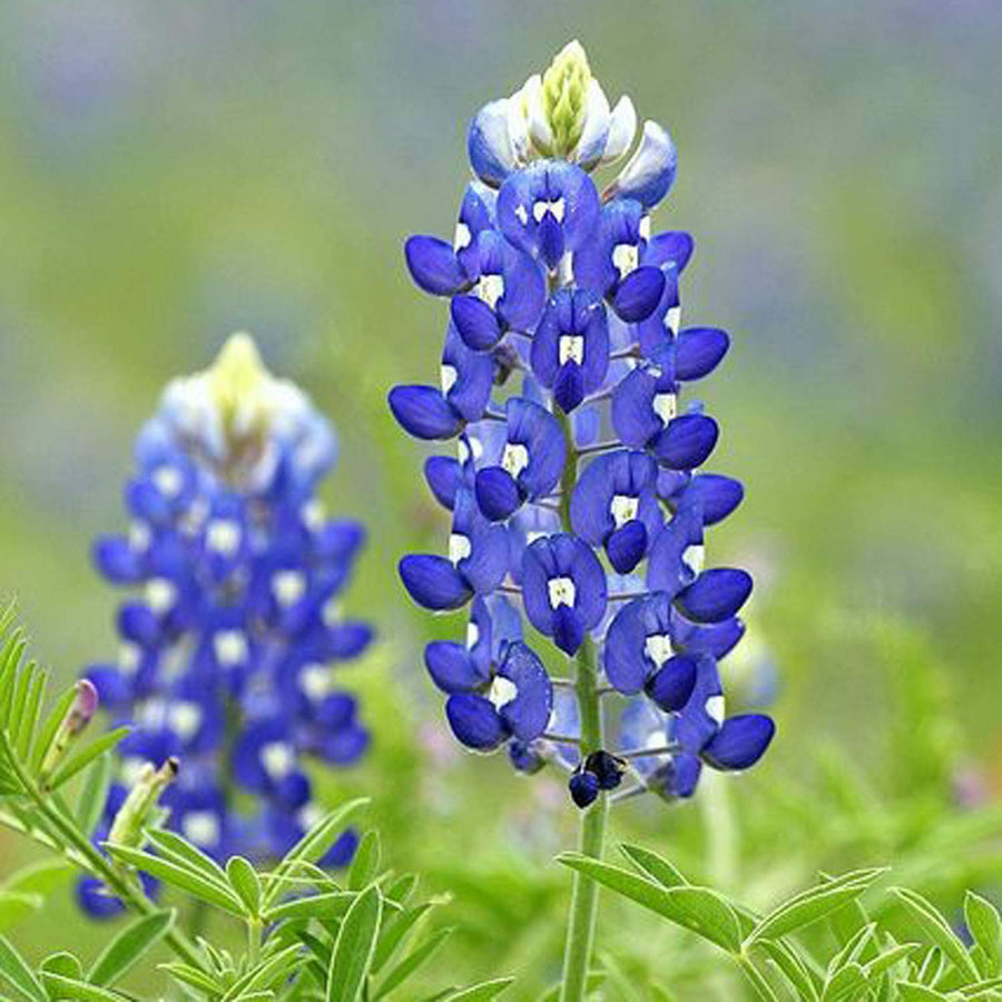 Texas Bluebonnet Lupine Seeds