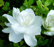 Fragrant White Blooms Cape Jasmine Seeds