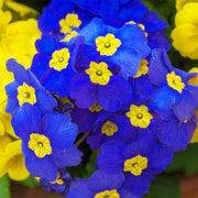 Perennial Primula Seeds