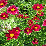 Mercury Rising Coreopsis Seeds
